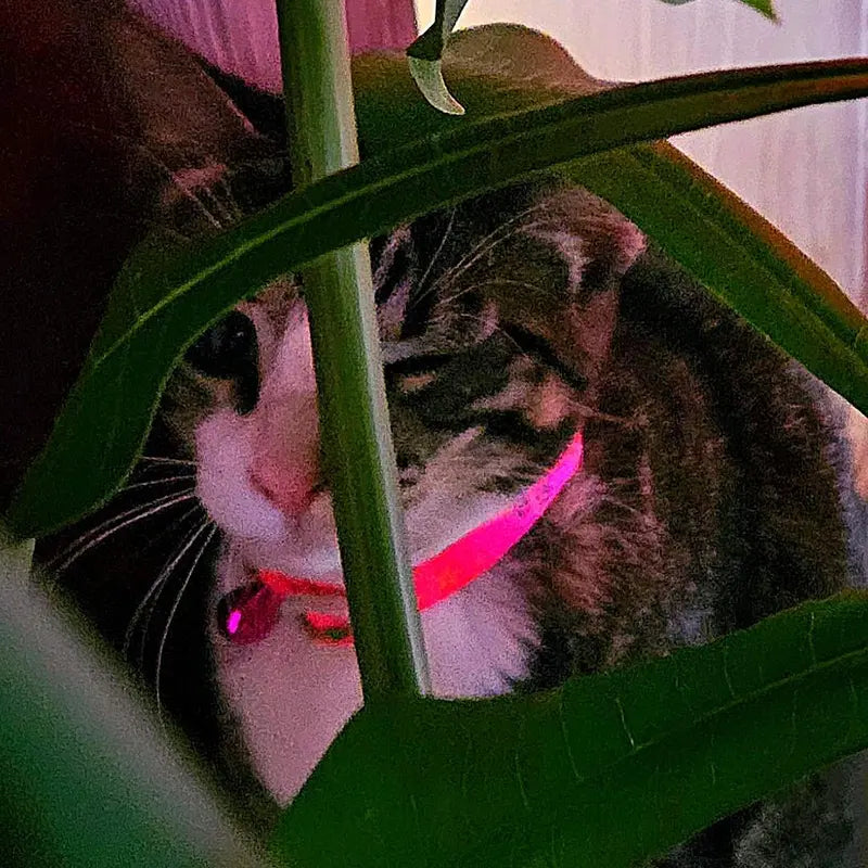 Adjustable Pink Cat Collar - Stylish Neck Accessory for Pets